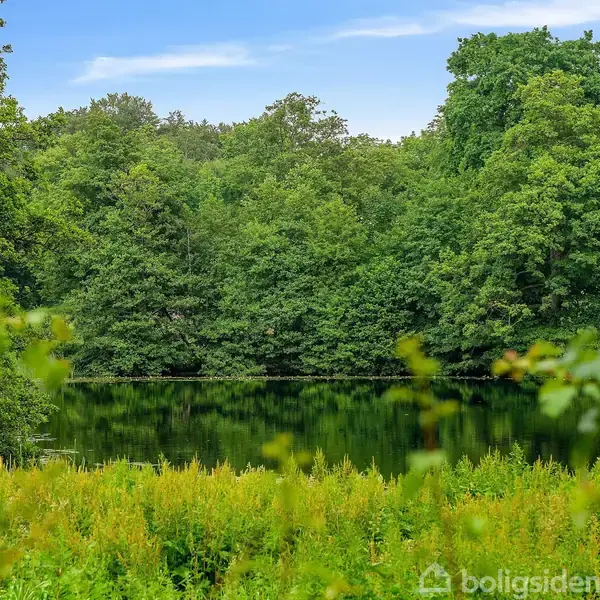 En sø ligger stille omgivet af frodige, grønne træer og tæt vegetationsfylde omgivelserne. Himlen er klar og blå i baggrunden.