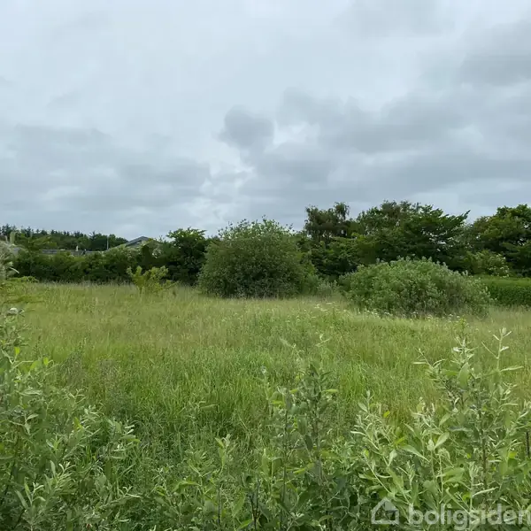 Græs er det dominerende element, der vokser tæt. Buske ses spredt i baggrunden. Omkringliggende huse er delvist synlige under en grå, overskyet himmel.