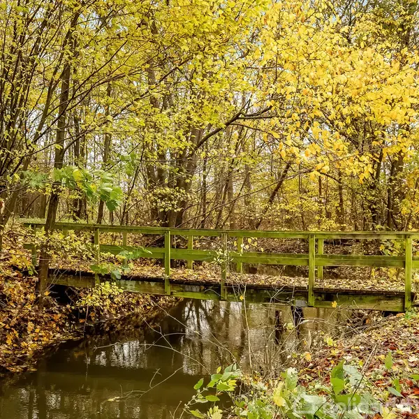 En lille træbro strækker sig over en smal bæk. Broen er omgivet af efterårsløv og træer med gyldne blade, skaber en fredfyldt skovscene.