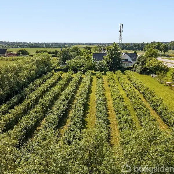 Frugttræer står i rækker og strækker sig gennem en grøn plantage. I baggrunden ses et hus omgivet af træer, og en vej løber til højre for plantagen.