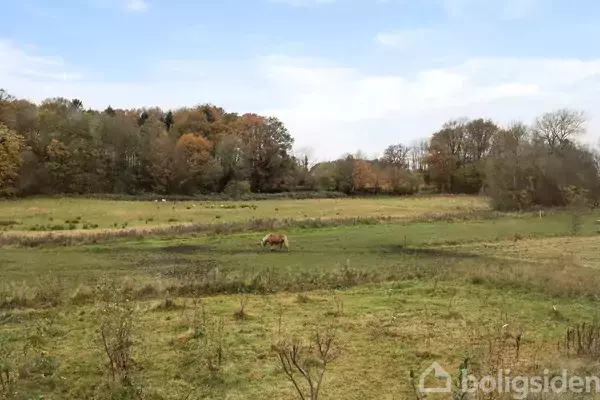 En ko græsser i en grøn mark omgivet af træer i efterårsfarver. Himlen er blå med få skyer.