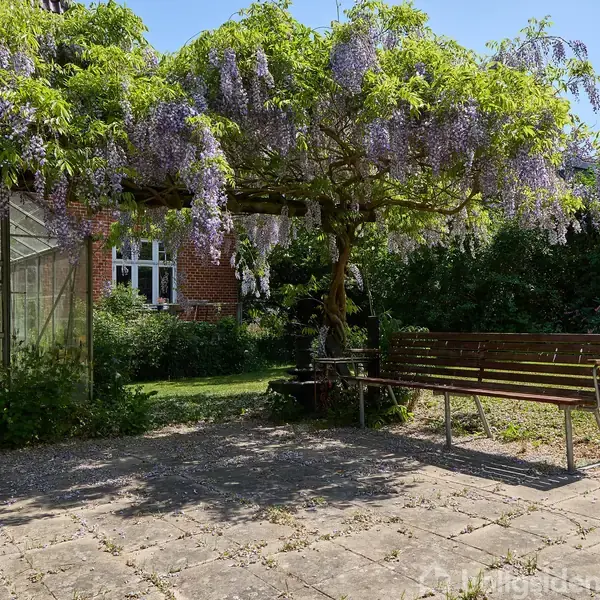 En blomstrende blåregn hænger fra en pergola ved siden af et drivhus. En bænk står under træet i en solrig have med en græsplæne og rødt murstenshus i baggrunden.