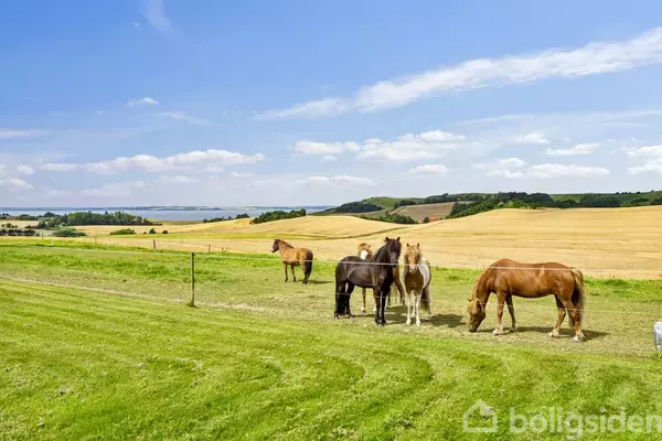 Flere heste græsser på en grøn mark. I baggrunden ses gyldne kornmarker under en blå himmel med skyer.