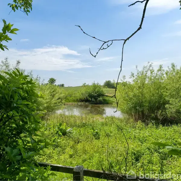 En lille dam omgivet af tæt grøn vegetation og buske, beliggende i et åbent landskab under en blå himmel med lette skyer.