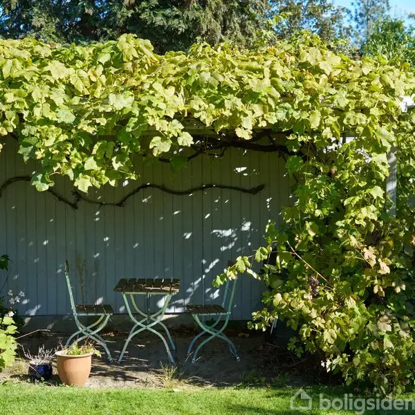 En lille terrasse med et bord og to stole er dækket af en pergola med grønne vinranker. Den står i en hyggelig have omkranset af træer og buske.