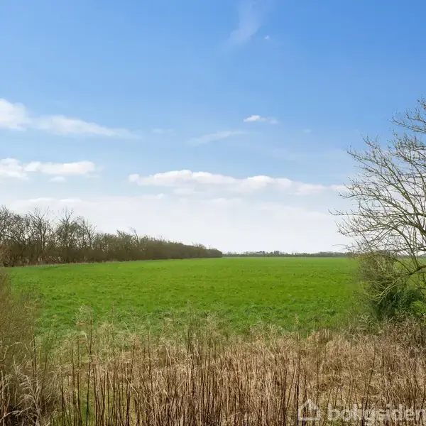 En grøn mark strækker sig mod horisonten under en blå himmel. Omkring marken er der buske og nøgne træer, der tilføjer naturlig skønhed til landskabet.