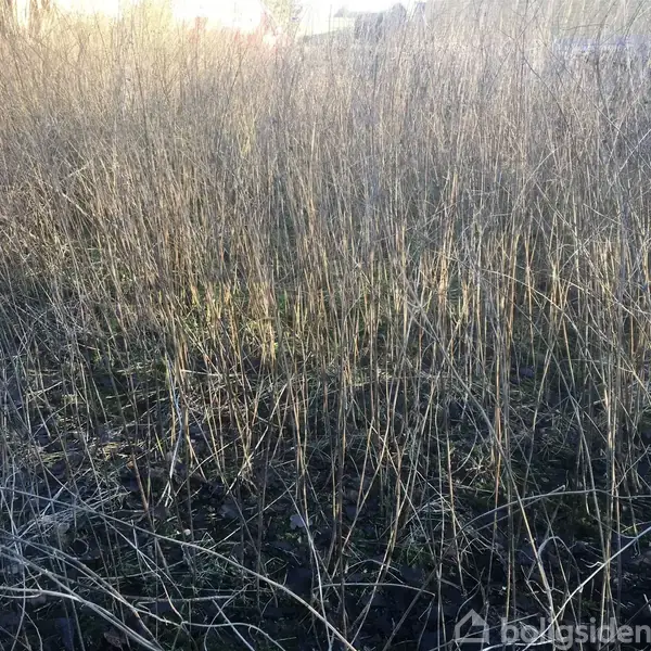 Tørre, brune græsstrå står oprejst i tæt formation i en mark. Baggrunden er oplyst af dæmpet sollys. Grunden fremstår uplejet og vildgroet.