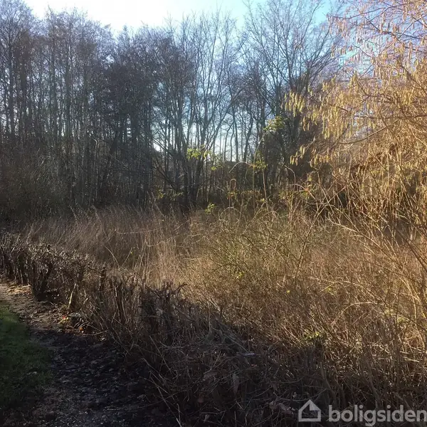 Tæt bevokset område med tørre buske og træer uden blade, beliggende langs en lille græsplæne, omgivet af en skov i baggrunden under en klar himmel.