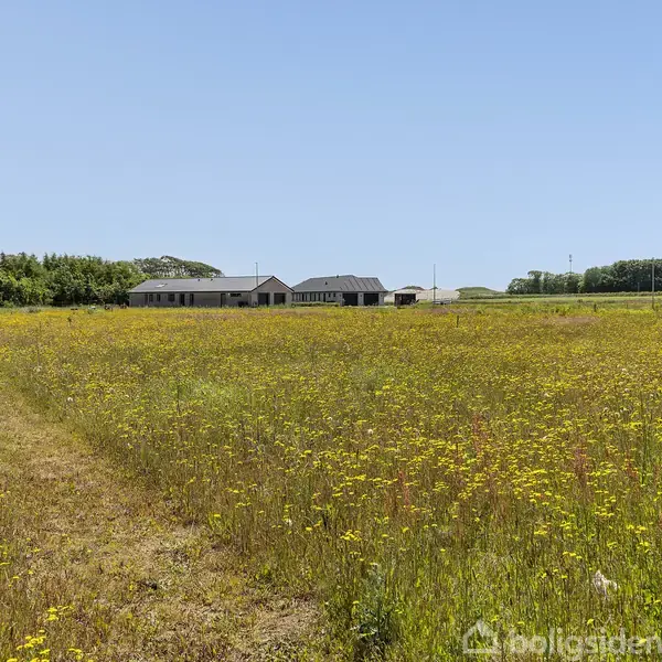 Et hus står i baggrunden på en stor eng med gule vilde blomster og en klar blå himmel, omgivet af træer og buskads i det fjerne.