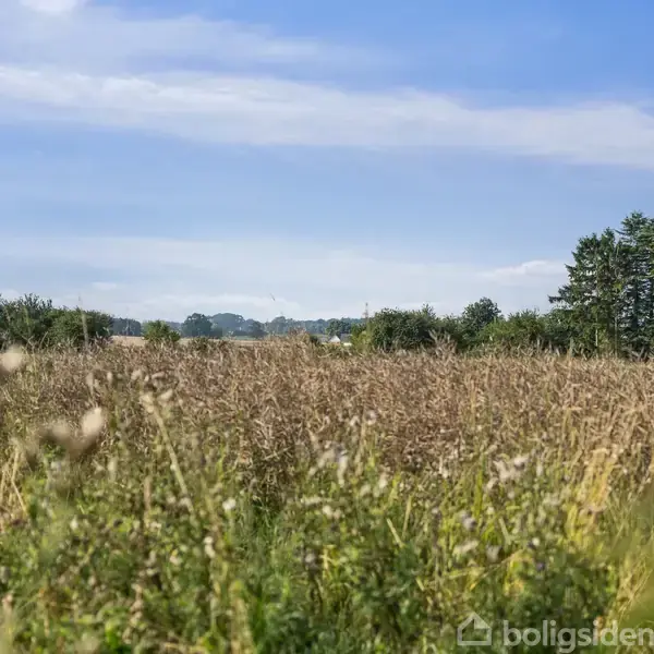 En mark med højt græs og vilde blomster står stille under en blå himmel med spredte skyer. I baggrunden ses en række træer og buskads.