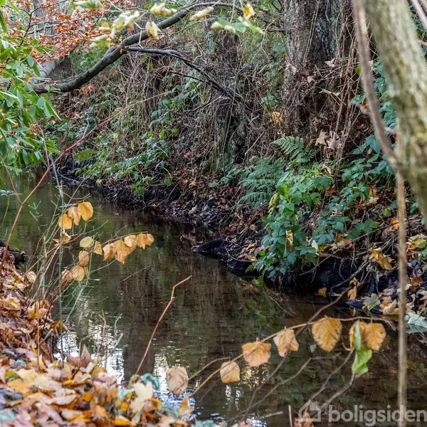 En smal bæk strømmer stille gennem en skov fyldt med tætte, grønlige buske og træer, omkranset af brune og gule efterårsblade på jorden.