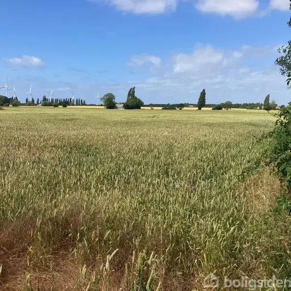 Et ensomt hus står stille omgivet af en stor mark med høj vegetation. De omkringliggende træer og en klar blå himmel skaber en rolig, landlig atmosfære.