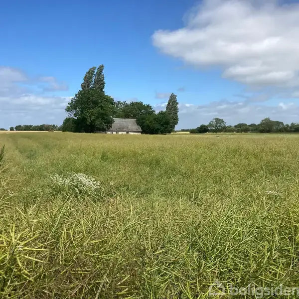 Et stråtækt hus står omgivet af modne kornmarker. Græsbevokset sti fører op til huset, med træer omkring det. Solskin og blå himmel danner en fredfyldt landlig scene.