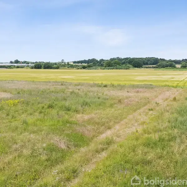 Græsmark strækker sig over fladt terræn med en smal sti i midten, omgivet af spredte træer og buske i horisonten under en klar blå himmel.