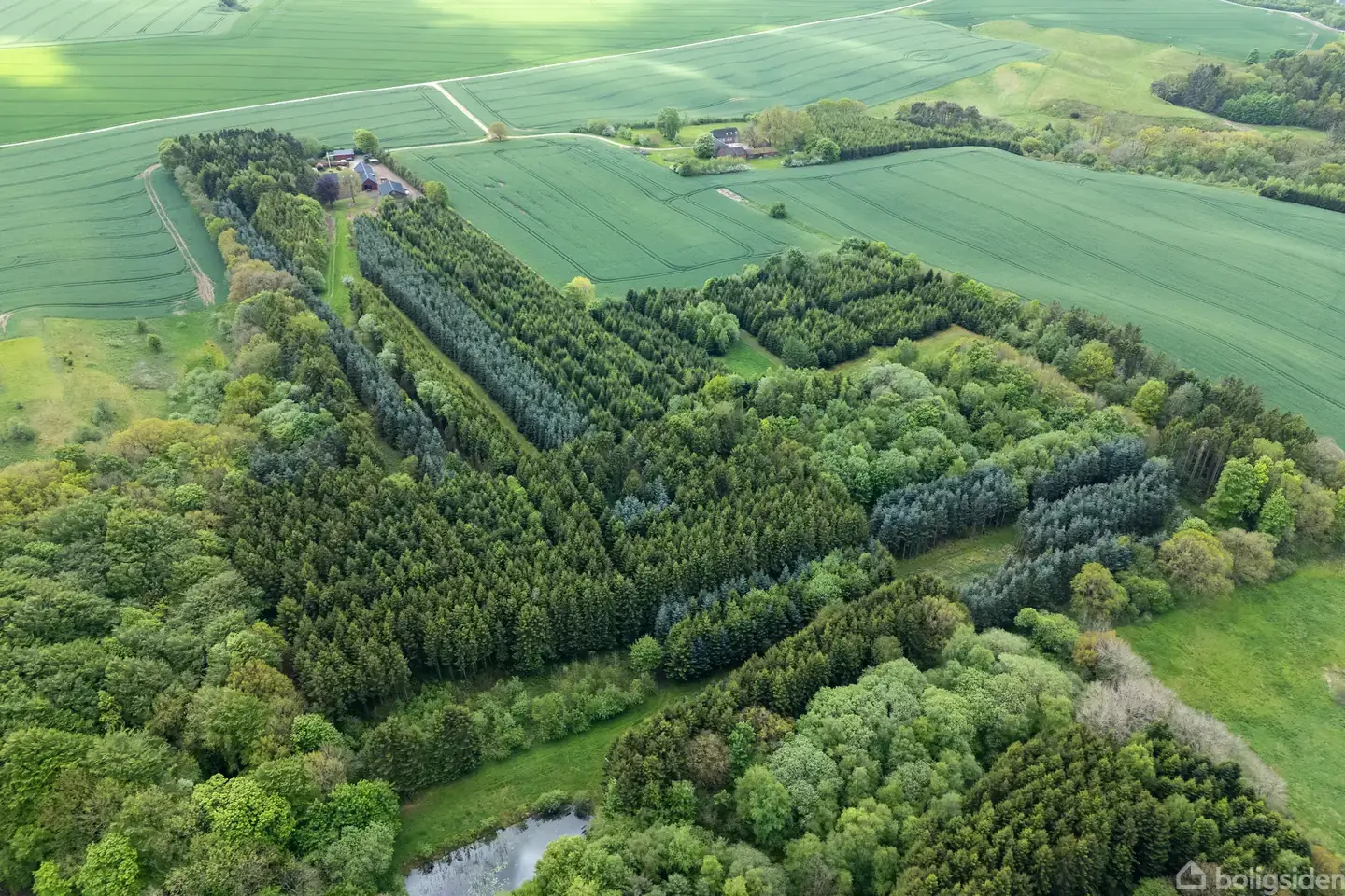 Hammel - Visning 2
