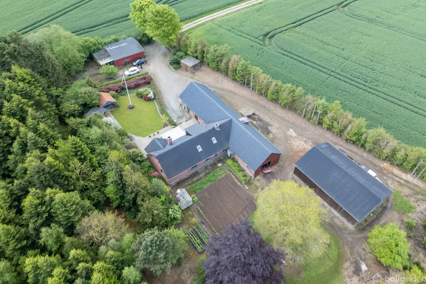Hammel - Visning 3