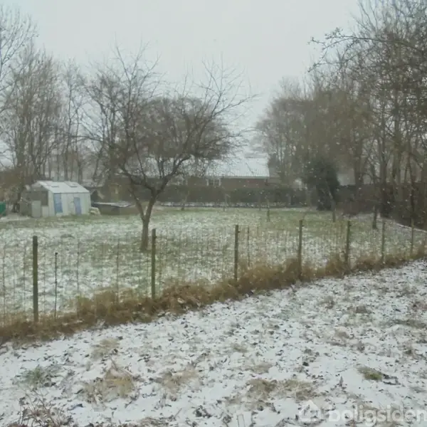 Et snedækket træ står på en græsplæne ved siden af et hegn, mens sneen falder. I baggrunden ses en hvid skur og flere træer uden blade.