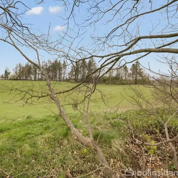 Trægren foroven strækker sig mod græsmark, omkranset af hegn og træer på en klar dag med blå himmel og spredte skyer.