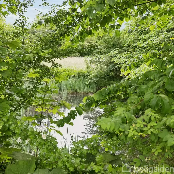 En lille dam omgivet af tætte grønne træer og buske reflekterer det omgivende løv i vandet. Græs og planter vokser tæt på vandets kant i en frodig skovindstilling.