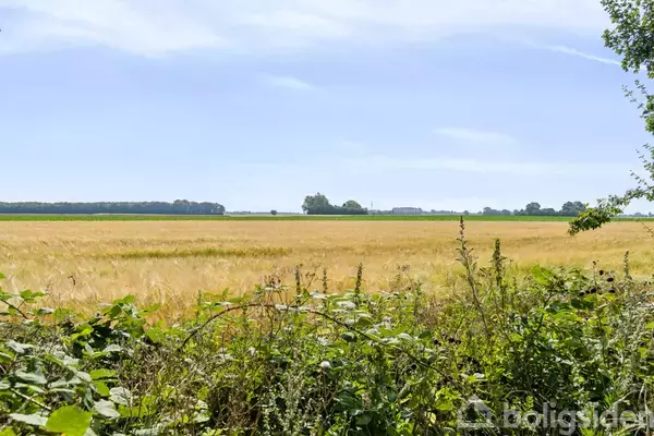 En gylden kornmark strækker sig ud under en klar blå himmel, omgivet af grønne buske og træer i det fjerne.