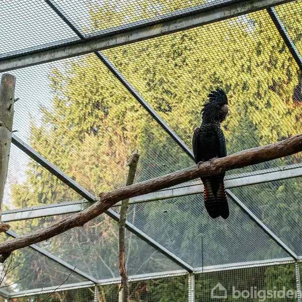 Sort kakadue sidder på gren i voliere med metalgitter. Baggrunden består af grønne nåletræer og træbeklædt landskab.