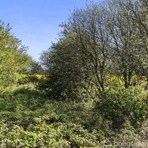 Træer står stille i en tæt, frodig skov med grønne buske og et lyst græsareal under en klar blå himmel.