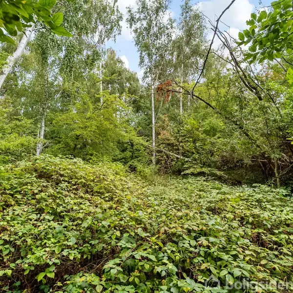 Tæt vegetation af buske og træer står stille i en frodig skov, omgivet af grønne blade og en klar blå himmel med få skyer.