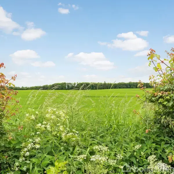 Grønt landskab strækker sig under en blå himmel med spredte skyer. Buske med røde blomster omkranser udsynet, med en skovlinje i baggrunden.
