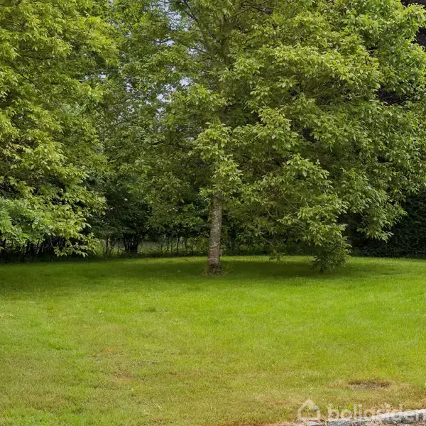 Græsplæne med store grønne træer omkranser området. Et hjørne af et hvidt hus ses til højre. Rolig atmosfære i en have eller park.