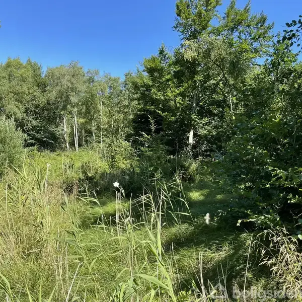 Grønt græs vokser vildt blandt træer og buske i en lysning, omgivet af en tæt skov under en klar blå himmel. Der er intet tekst synligt i billedet.