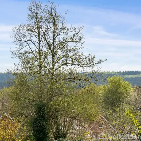 Et stort træ står i forgrunden, omgivet af tæt skov og nogle hustage, under en klar blå himmel. En skovklædt bakke er synlig i baggrunden. Ingen tekst er tilstede.