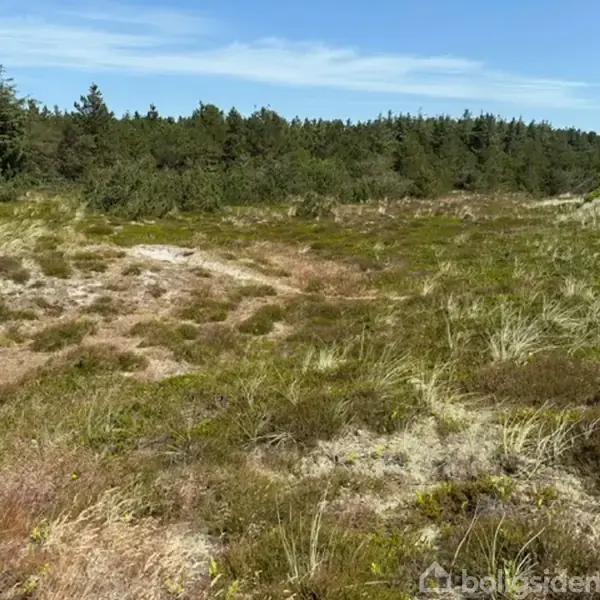 Græsbevokset klitlandskab breder sig mod en tæt skov baggrund under en blå himmel. En sort bygning er delvis synlig til højre.