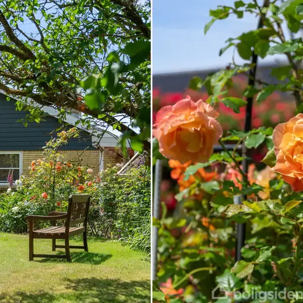 En træbænk står på en græsplæne i en frodig have, omgivet af blomstrende planter og buske. På siden ses tæt på orange roser, der blomstrer i solen.