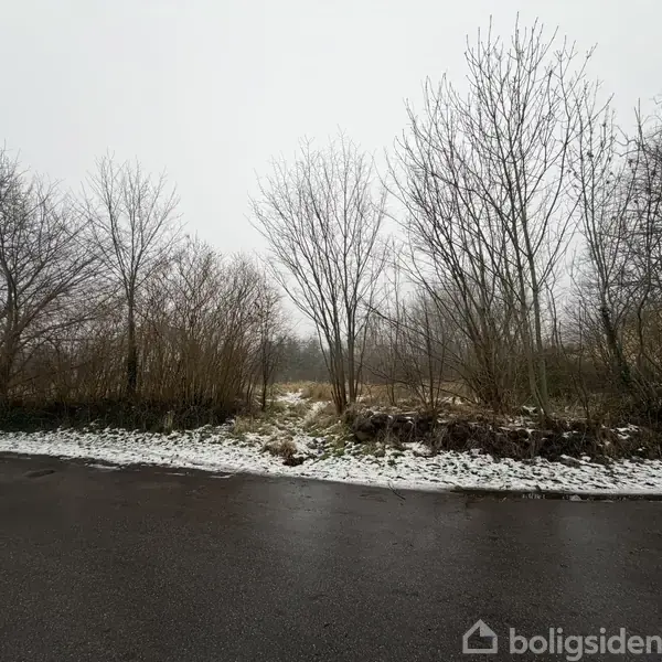 En vej løber parallelt med en snedækket jordstrimmel ved siden af bladløse træer, der står i en tåget, vinterlig landskab.
