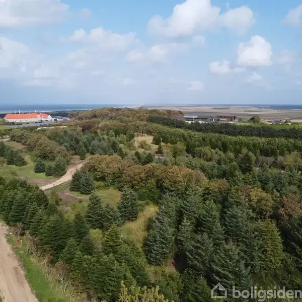 Skovlandskab med tæt bevoksede grantræer, der står stationært. En snoet grusvej skærer gennem terrænet. I baggrunden ses en rød-taget bygning mod en flad, åben horisont.