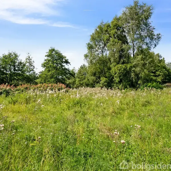 Grøn eng med vildtvoksende blomster omkranset af træer. Blå himmel med lette skyer i baggrunden skaber en rolig atmosfære. Ingen tekst til stede.
