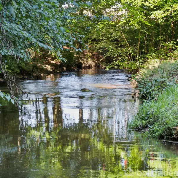 En stilleflydende å reflekterer sollys, omgivet af tætbevokset skov med frodige, grønne træer og buske, der hænger over vandet. Græsset på bredderne er saftigt og grønt.