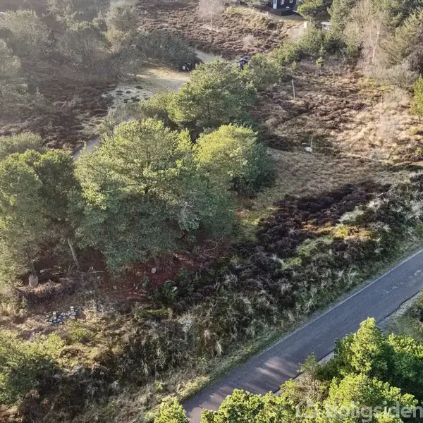 Træer står stille mellem buske ved siden af en vej i et landområde. Omkringliggende skov og spor af veje giver en naturlig og rolig atmosfære.
