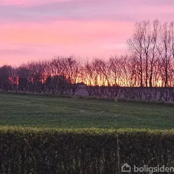 Træer står stille mod en lyserød og orange solnedgangshimmel, omgivet af en grøn mark og en lav hæk i forgrunden.