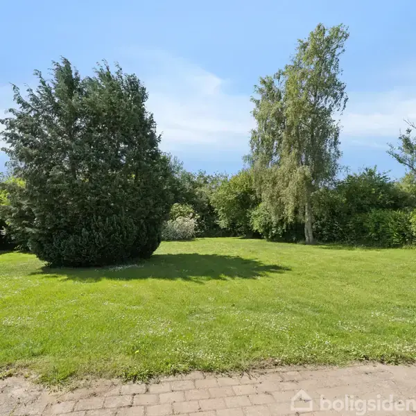 Græsplæne breder sig foran en stor busk og et højt træ, omringet af tæt grøn beplantning under en blå himmel.