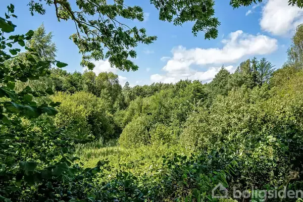 Grønt landskab med tæt skov. Træer og buske omgiver området under en blå himmel med hvide skyer.