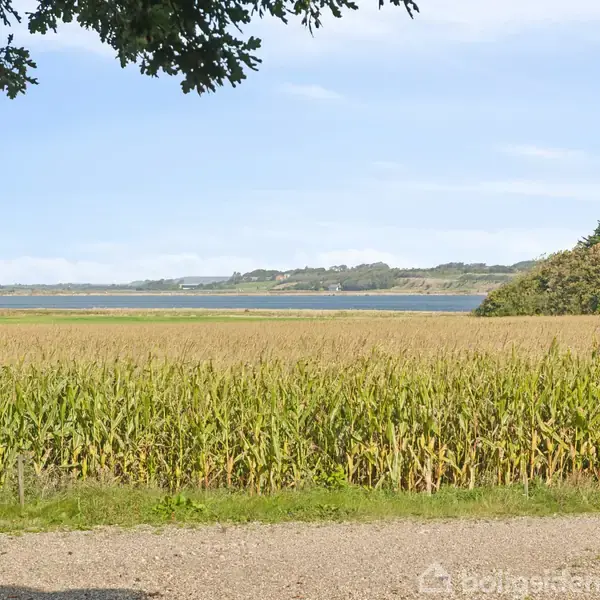 En kornmark strækker sig mod en fjord i baggrunden, omkranset af grønne træer og en blå himmel. En grusvej løber langs markens kant.
