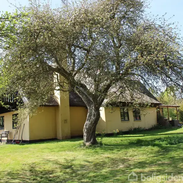 Et stort træ står på en græsplæne foran et gult bindingsværkshus med stråtag. Huset omgives af buske og træer i et landligt miljø.