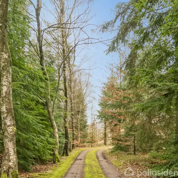 En skovsti løber gennem en tæt skov med høje, grønne grantræer. Stien er dækket af græs og jord, omgivet af træernes tykke løv i en stille, naturlig atmosfære.