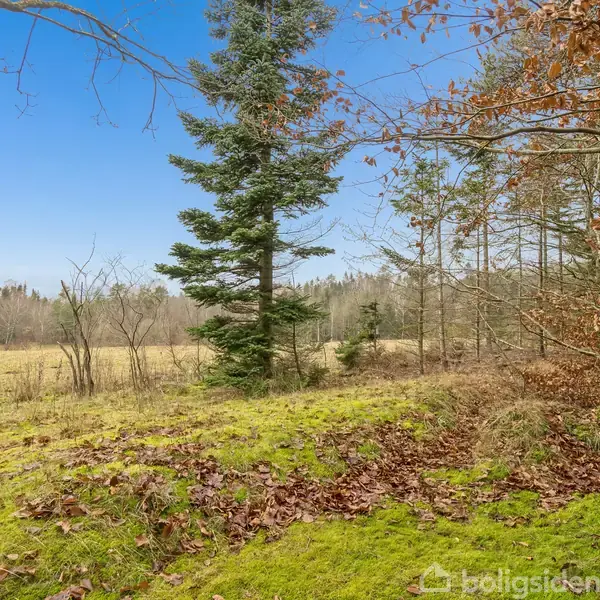 Et grantræ står blandt mos og faldne blade i en skovklædt eng. Baggrunden består af flere træer og en åben græsmark under en klar blå himmel.