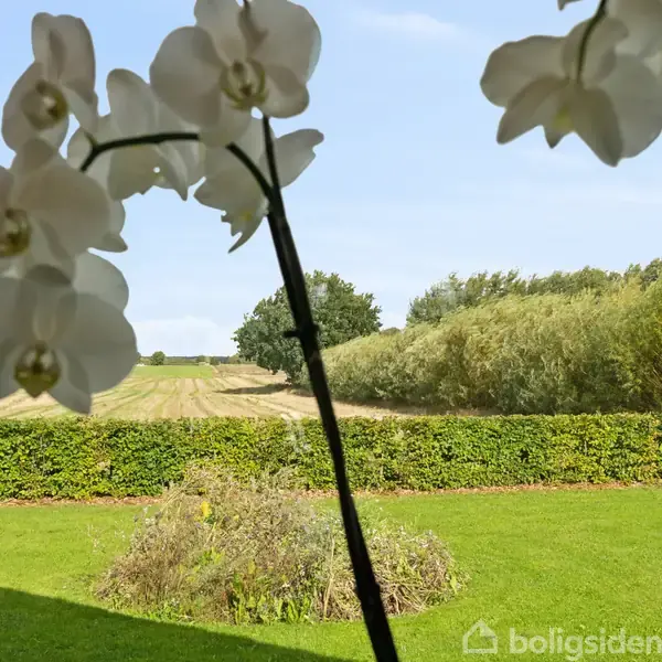 Hvide orkideer står i forgrunden uden handling, mens de danner en naturlig ramme for en velplejet græsplæne og en udsigt over marker og træer under en blå himmel.