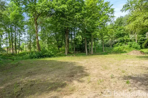 En skovklædt lysning med få spredte træer står i tæt formation. Solskin rammer den åbne jord, omgivet af grønne blade og buske under en klar, blå himmel.
