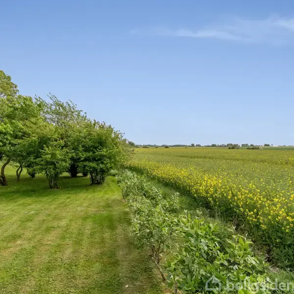 Græsklædt sti fører gennem grøn have med træer til venstre og gult blomstrende mark til højre under klar blå himmel. Skilt ignoreres.