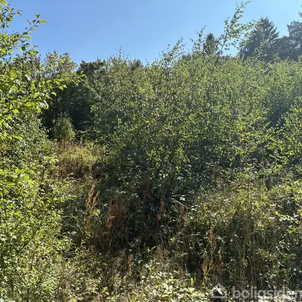 Tæt buskads vokser frodigt i en solrig skovlysning med træer i baggrunden under en klar blå himmel.