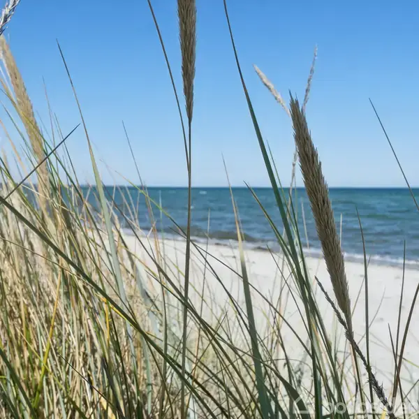 Strå bevæger sig i vinden på en sandstrand, mens havet strækker sig under en klar blå himmel i baggrunden.